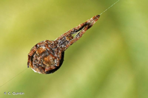 Araignée triangle © C. Quintin