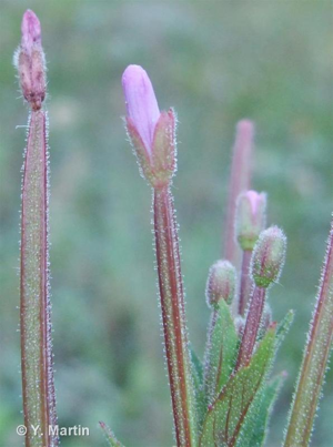 Épilobe à petites fleurs © 
