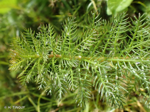 Myriophylle verticillé © H. TINGUY