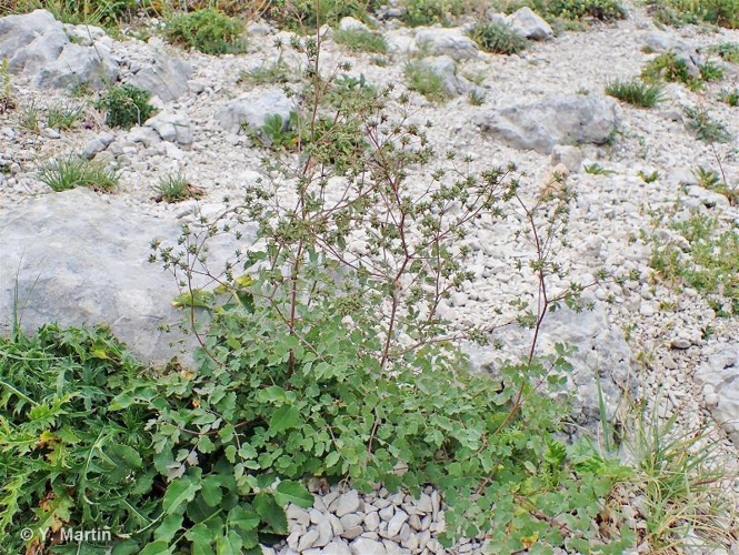 Pigamon des rochers, Petit pigamon des rochers, Pigamon du mont Olympe &copy; 