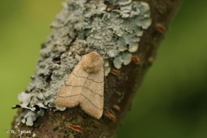 Noctuelle trilignée (La) © N. Tobak