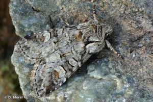 Noctuelle de l'Osier © D. Morel