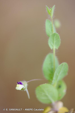 Linaire élatine © E. SANSAULT - ANEPE Caudalis