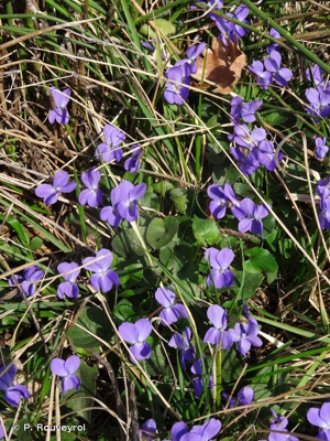 Violette odorante © P. Rouveyrol