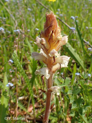 Orobanche de la picride, Orobanche du Picris © 