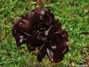 Trémelle foliacée © Y. Sellier