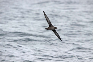 Puffin fuligineux © S. Siblet