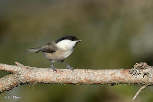 Mésange boréale © R. Clerc
