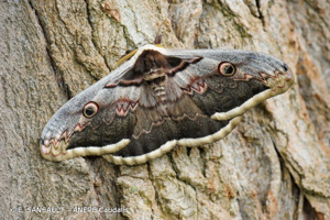 Grand Paon de nuit © E. SANSAULT - ANEPE Caudalis