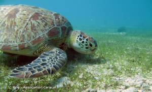 Tortue franche (La), Tortue verte © V. Prié - Association Caracol