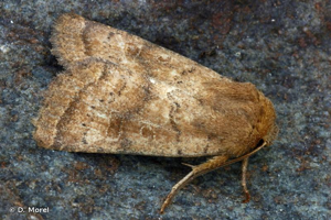 Noctuelle de la Morgeline (La) © D. Morel
