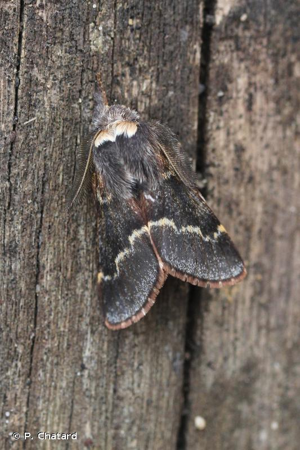 Bombyx du Peuplier (Le) © P. Chatard
