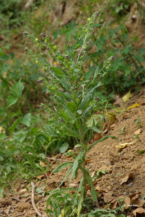 Cynoglosse officinale © P. Gourdain