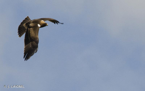 Aigle botté © J. LAIGNEL