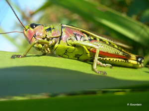 Criquet ensanglanté, Œdipode ensanglantée © P. Gourdain