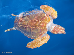 Tortue caouanne (La), Caouanne, Tortue carette © C. Yzoard