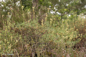 Hélianthème à bouquets, Hélianthème en ombelle © S. Filoche