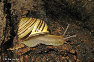 Escargot des haies © O. Gargominy