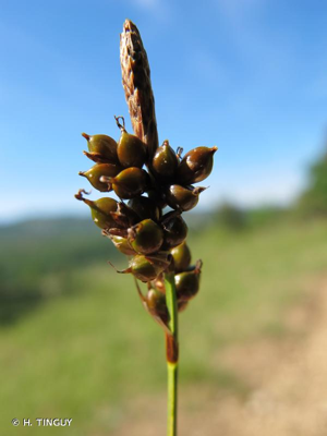 Carex à fruits lustrés, Laîche luisante, Laîche rongée, Laîche à utricules lustrés © H. TINGUY