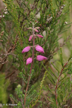 Bruyère ciliée © S. Filoche