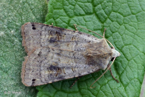 Noctuelle de la Belladonne (La) © D. Morel