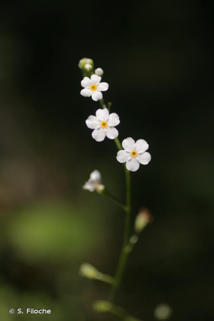 Myosotis des marais, Myosotis faux Scorpion © S. Filoche