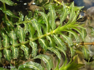 Potamot dense, Groenlandia serré © H. TINGUY