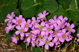 Oxalis articulé © D. Massemin
