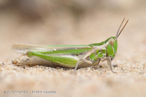 Criquet des dunes © E. SANSAULT - ANEPE Caudalis