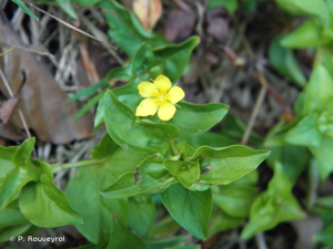 Lysimaque des bois, Mouron jaune © P. Rouveyrol