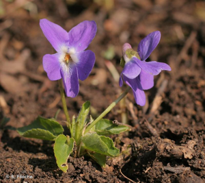 Violette hérissée © S. Filoche