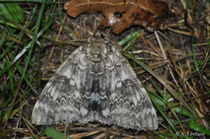Lichénée bleue (La) © A. Lévêque