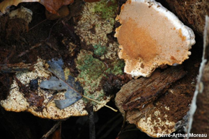 Polypore de l'orme © PA. Moreau
