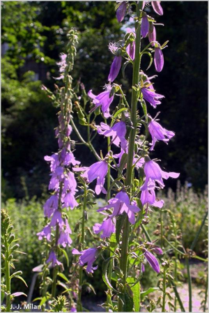 Campanule fausse-raiponce © 