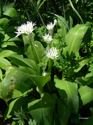 Ail des ours, Ail à larges feuilles © P. Gourdain