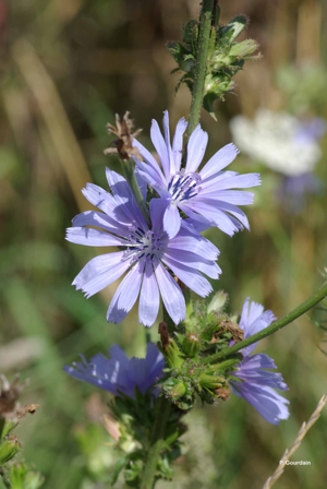 Chicorée amère, Barbe-de-capucin © P. Gourdain