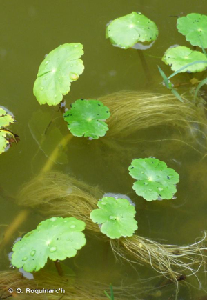 Hydrocotyle fausse renoncule, Hydrocotyle à feuilles de Renoncule © O. Roquinarc'h
