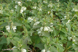 Lamier blanc, Ortie blanche, Ortie morte © O. Roquinarc'h