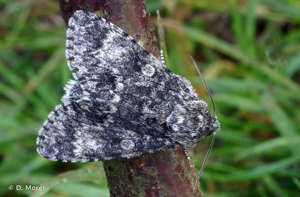 Noctuelle mégacéphale (La) © D. Morel