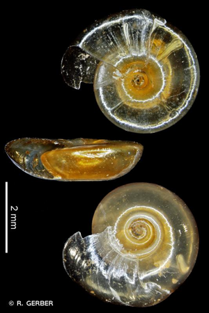 Planorbine cloisonnée © R. GERBER