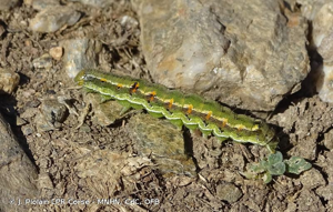 Armigère (L') © J. Piolain LPR Corse - MNHN, CdC, OFB