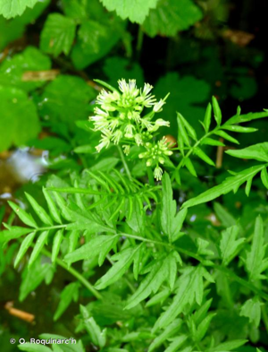 Cardamine impatiens, Cardamine impatiente, Herbe au diable © O. Roquinarc'h