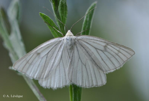 Divisée (La), Phalène blanche (La), Surlignée (La) © A. Lévêque