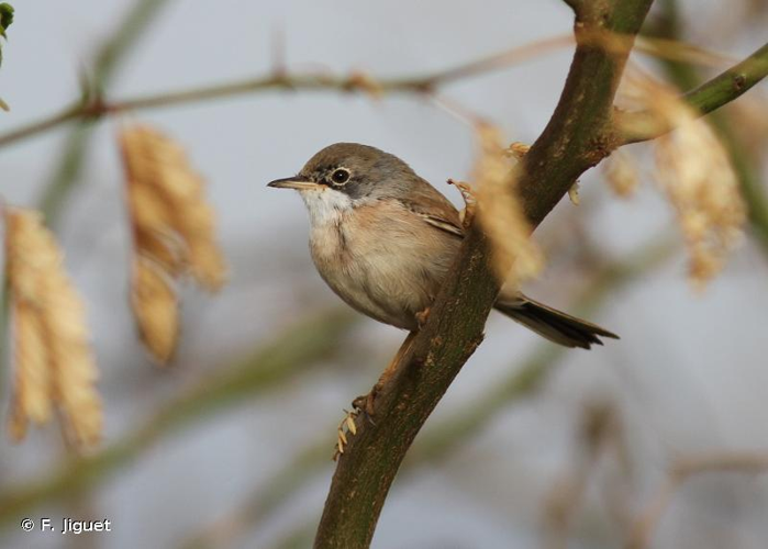 Fauvette à lunettes &copy; F. Jiguet