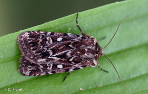 Noctuelle porphyre (La) © D. Morel